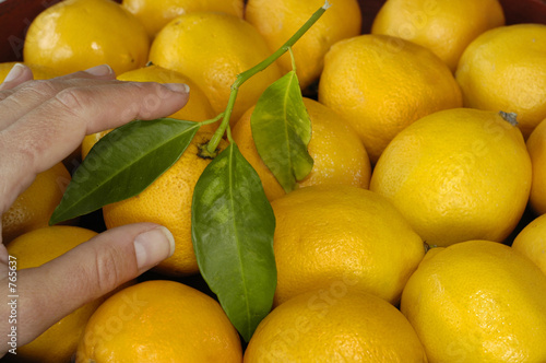 Obraz na płótnie pick a lemon