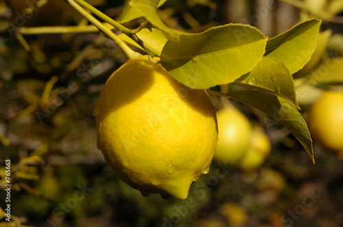 Obraz na płótnie lemon tree drip