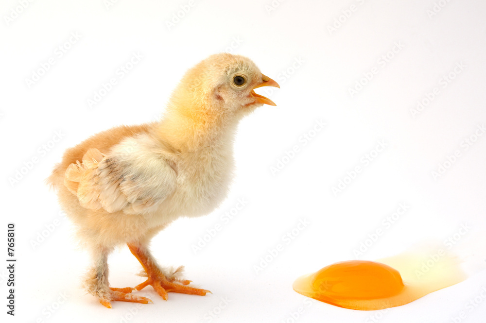 chicken and egg chicken and egg