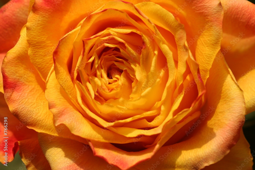 rose in orange rose in orange