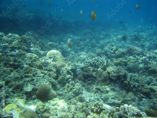 reef