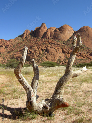 afrika baumstamm