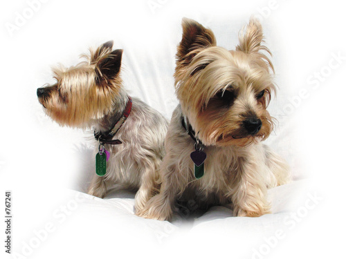 yorshire terriers photo