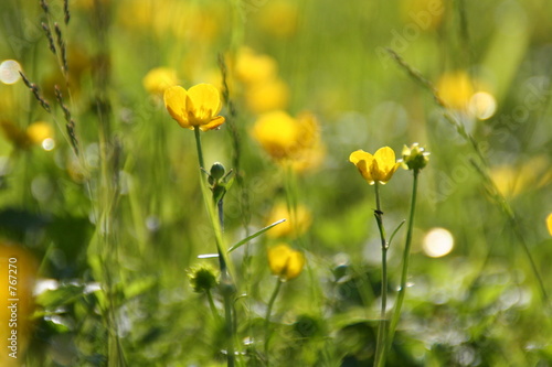 gelbe sommerwiese © Marion Neuhauß