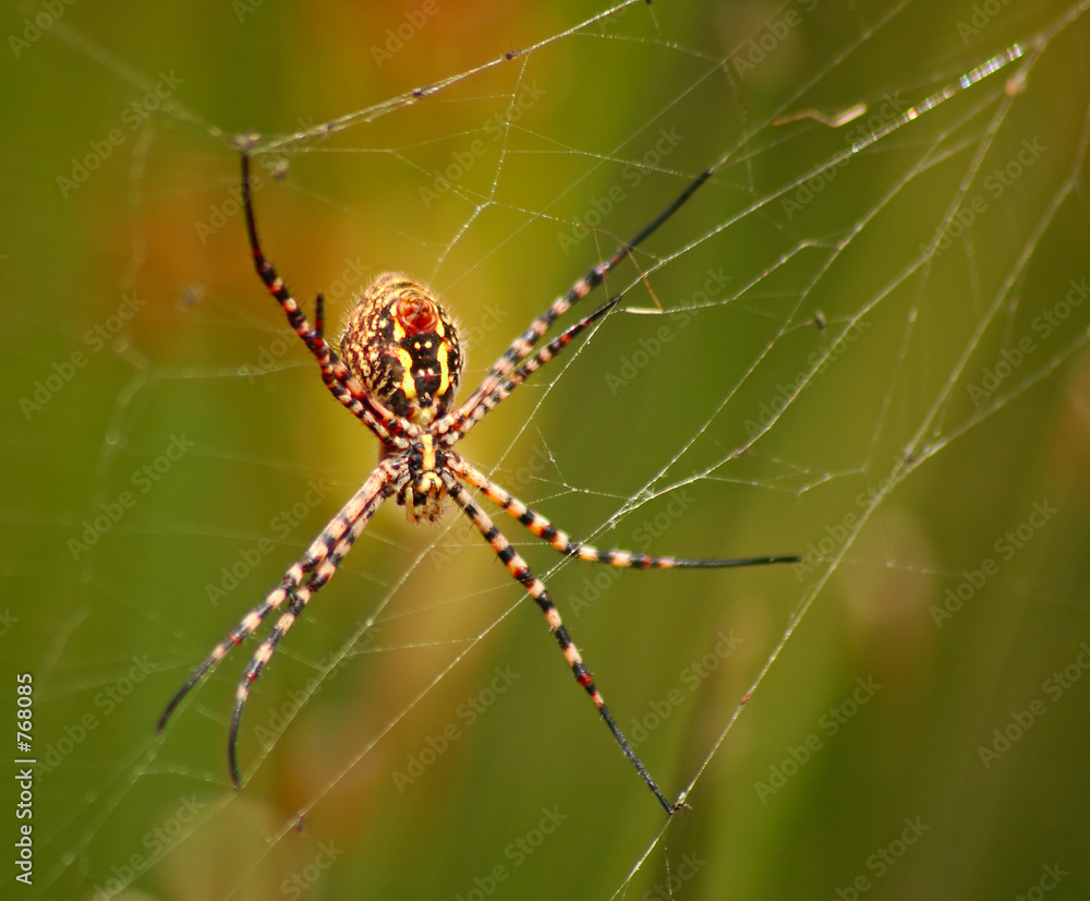 colorful spider colorful spider
