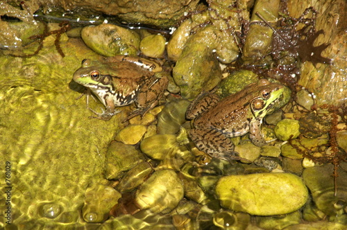 two frogs in a pond