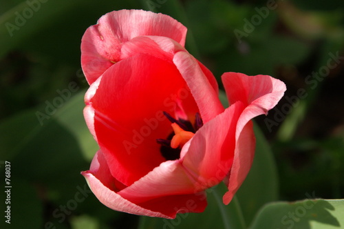 red spring tulip