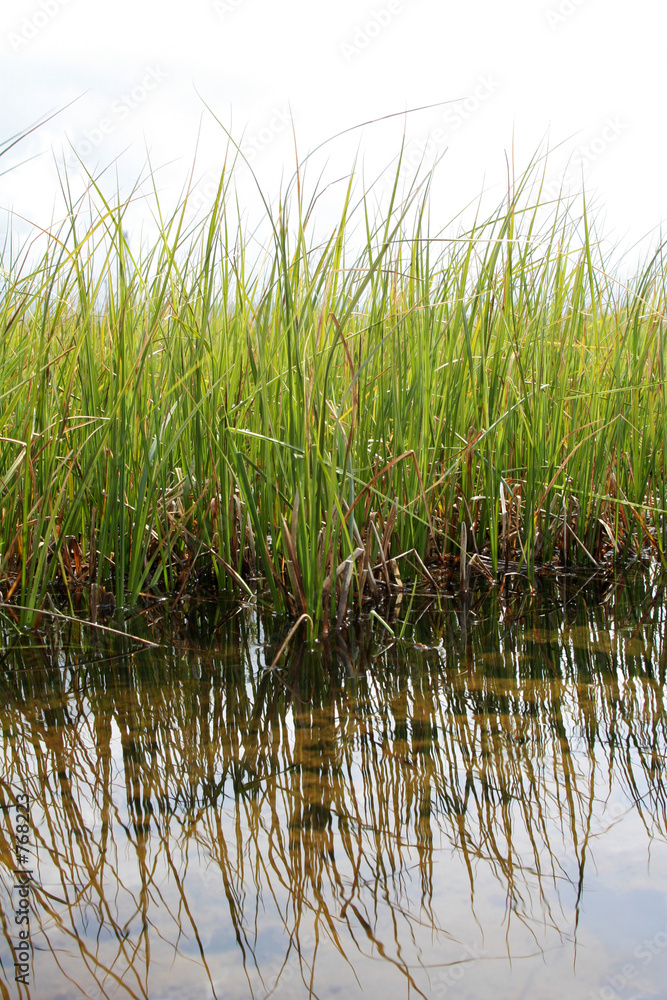 green reeds