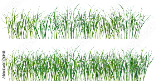grass pattern texture isolated
