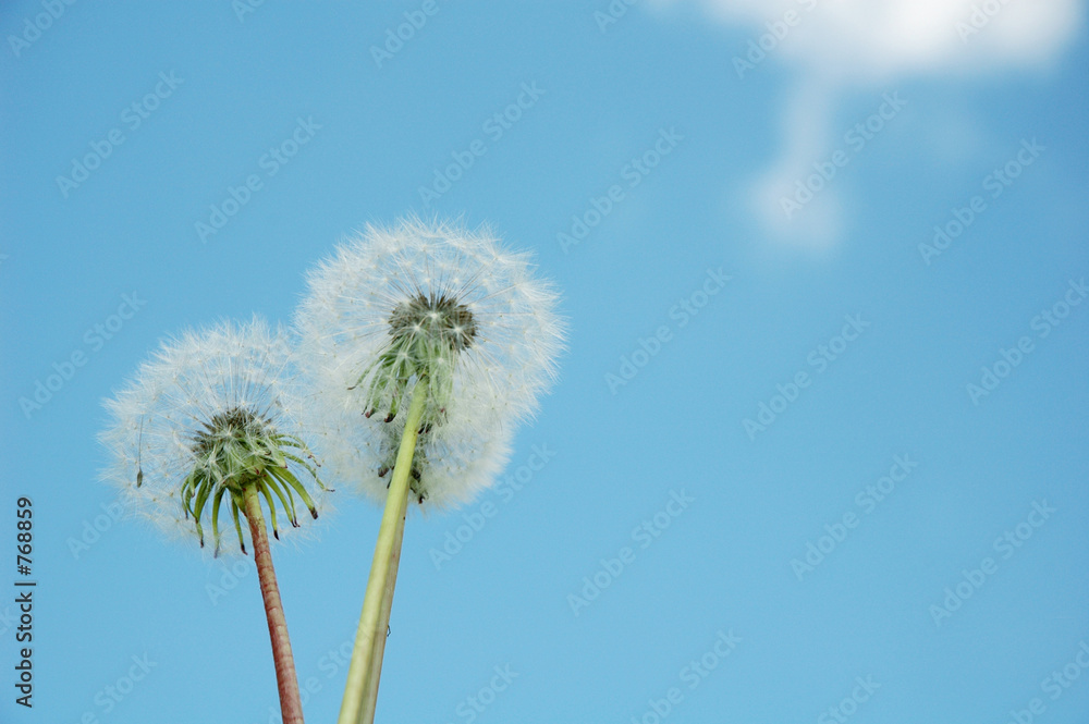 sowthistle  on the sky background