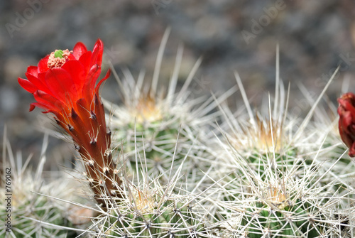 blooming cactus