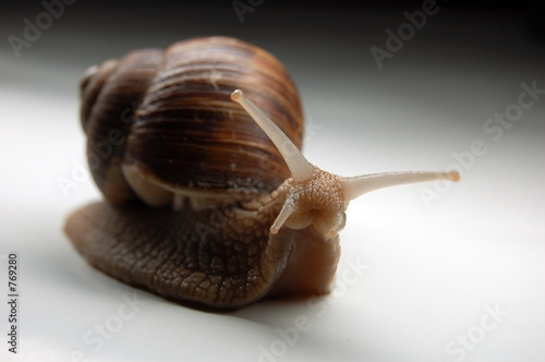 snail