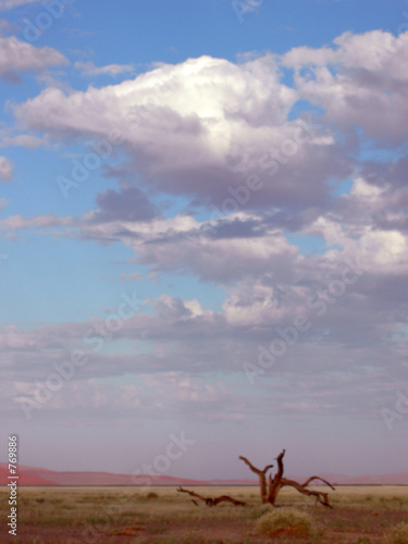 afrika baumstamm