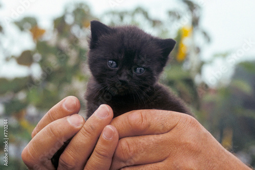 babykatze