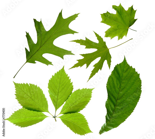 green leaves isolated