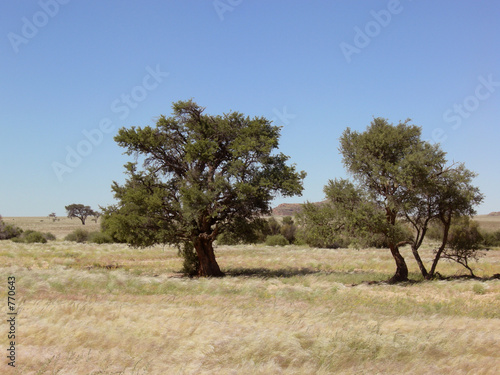 afrika 2 bäume