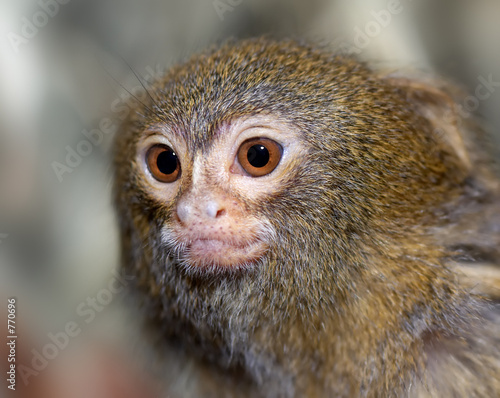 close-up of a small monkey © Eric Gevaert