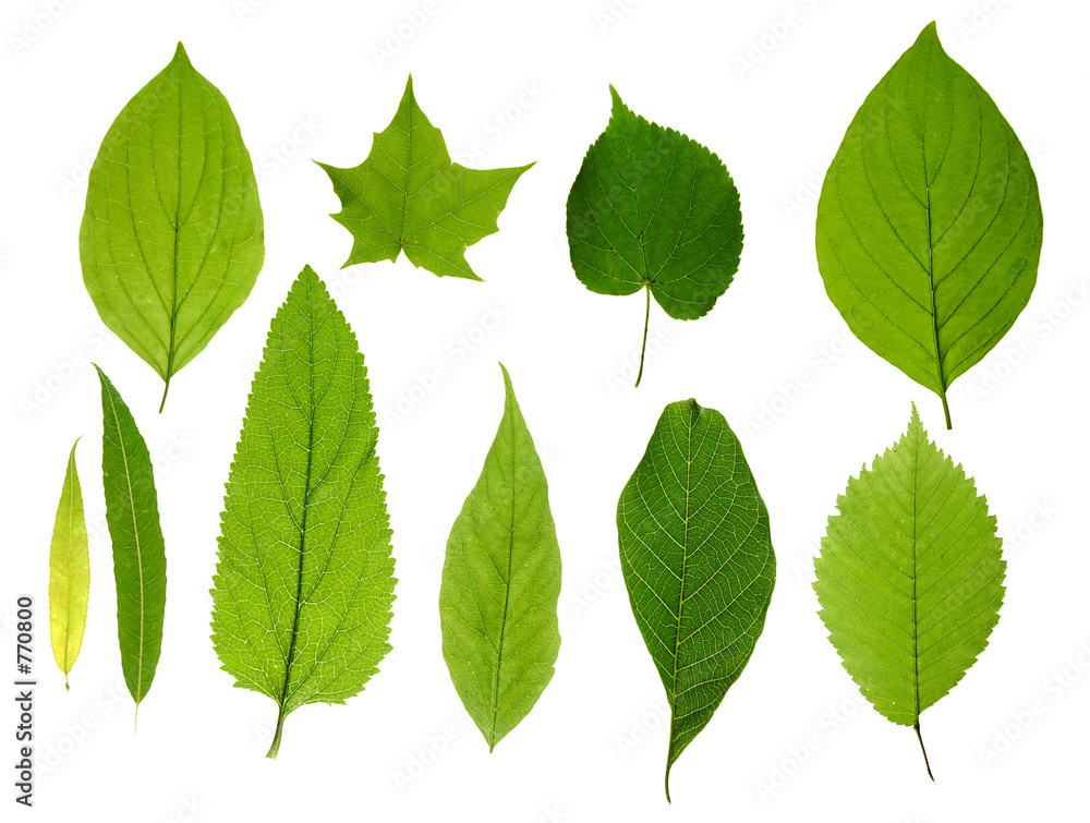 Naklejka premium green leaves isolated