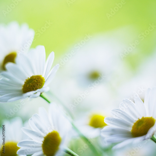 Fototapeta Naklejka Na Ścianę i Meble -  fleur
