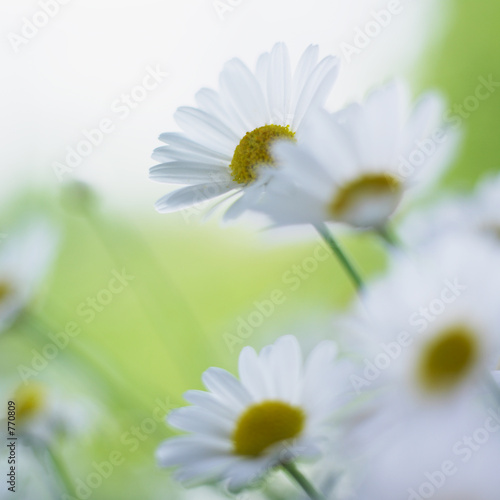 Fototapeta Naklejka Na Ścianę i Meble -  fleur