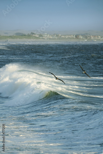 ocean waves, flying pelicans