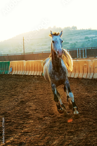 Bild auf Leinwand horse