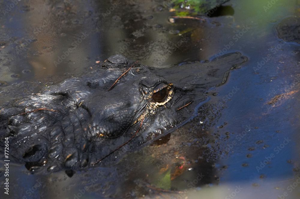 alligator alligator