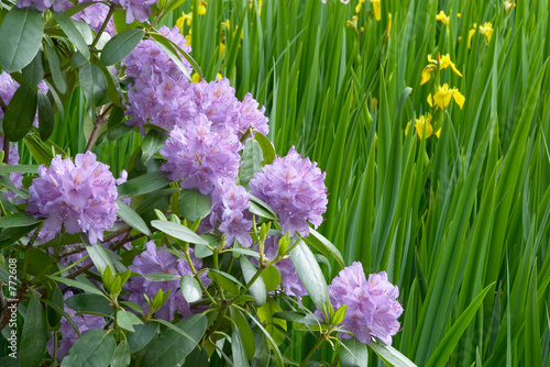 rhododendron flowers