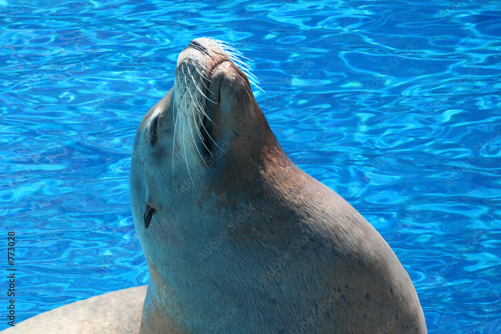 Obraz premium sea lion