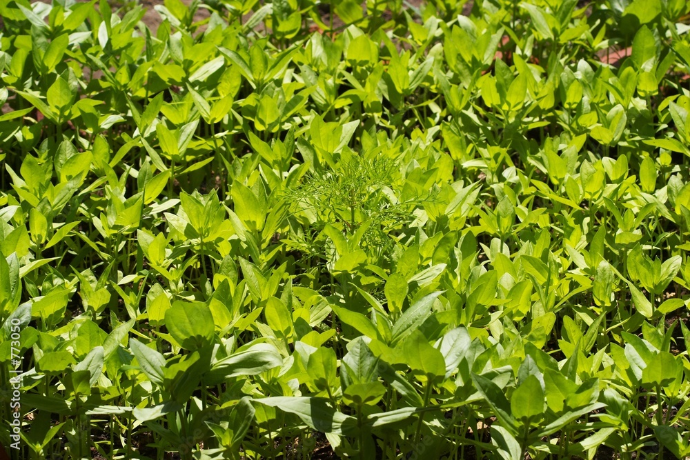 salad background salad background