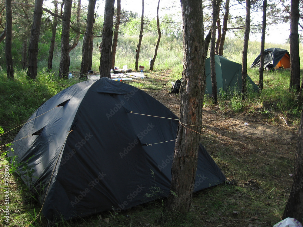 forests camping
