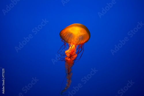 jelly fish © Ryhor Zasinets