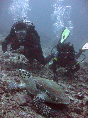 turtle dive photo