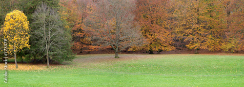 autumn trees #773479