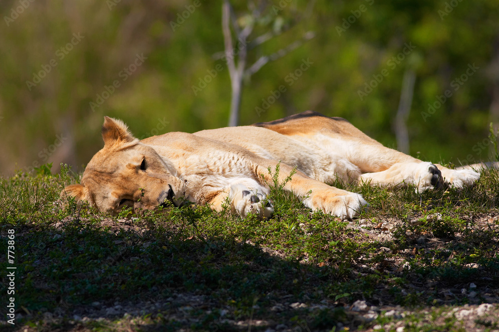 Fototapeta premium lion