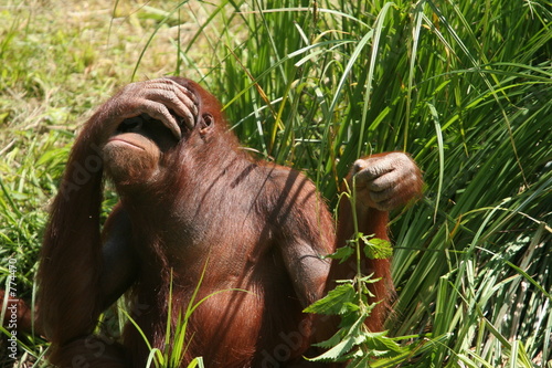 orang outan se cachant du soleil