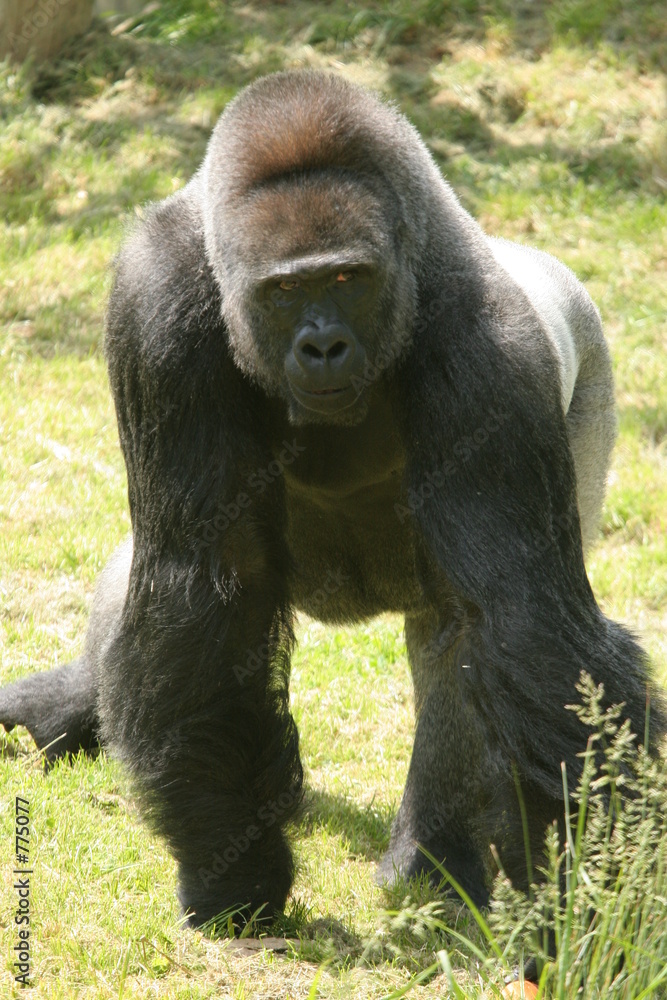 gorille mâle de face