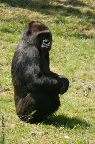 femelle gorille assise