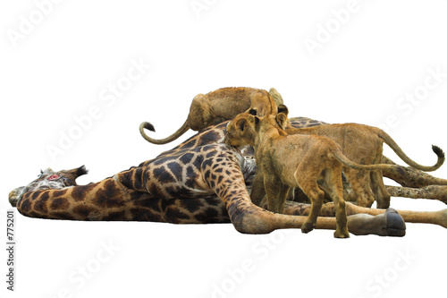 lion feast isolated photo