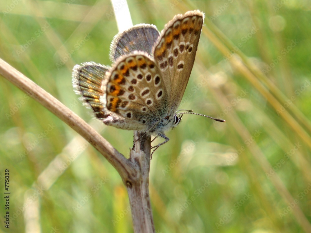 Fototapeta premium butterfly