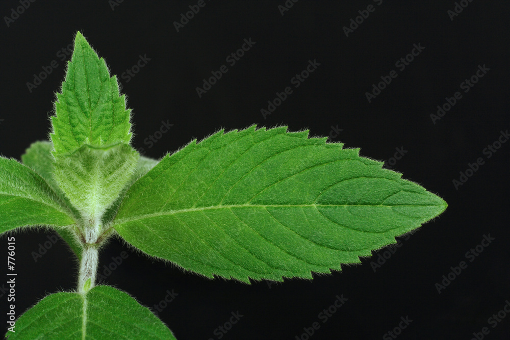 Obraz premium mint (mentha l.)