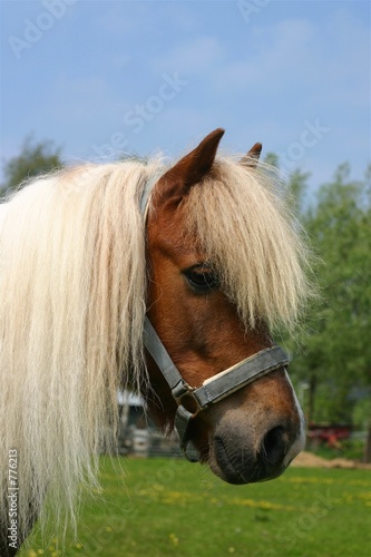 shetland pony