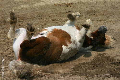 rolling pony photo