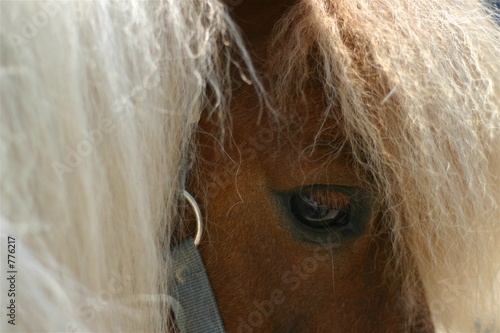 horse eye