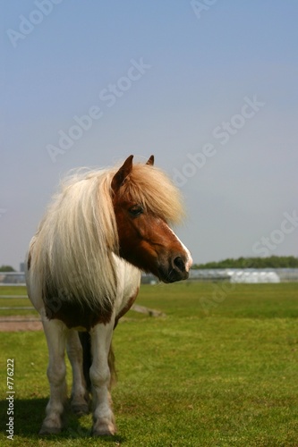 pony in a field