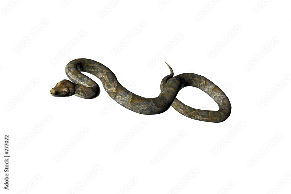 isolated snake three