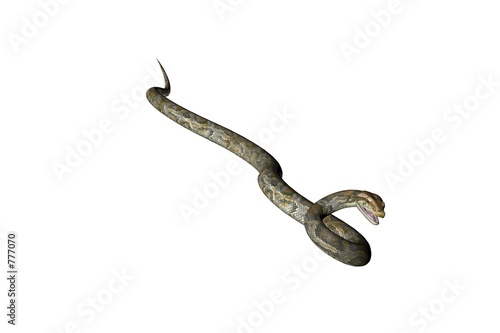 isolated snake one