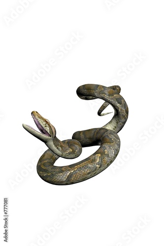 isolated snake seven