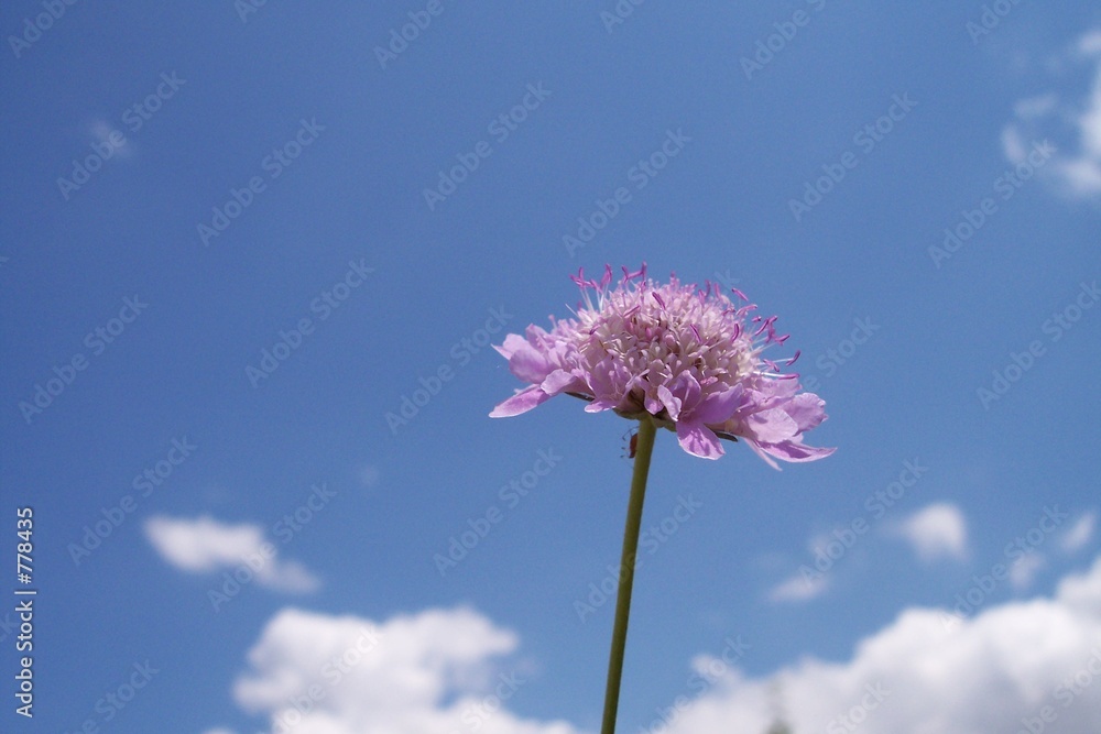 pink flower with cloud leaves