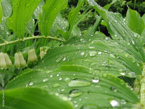 rain drops